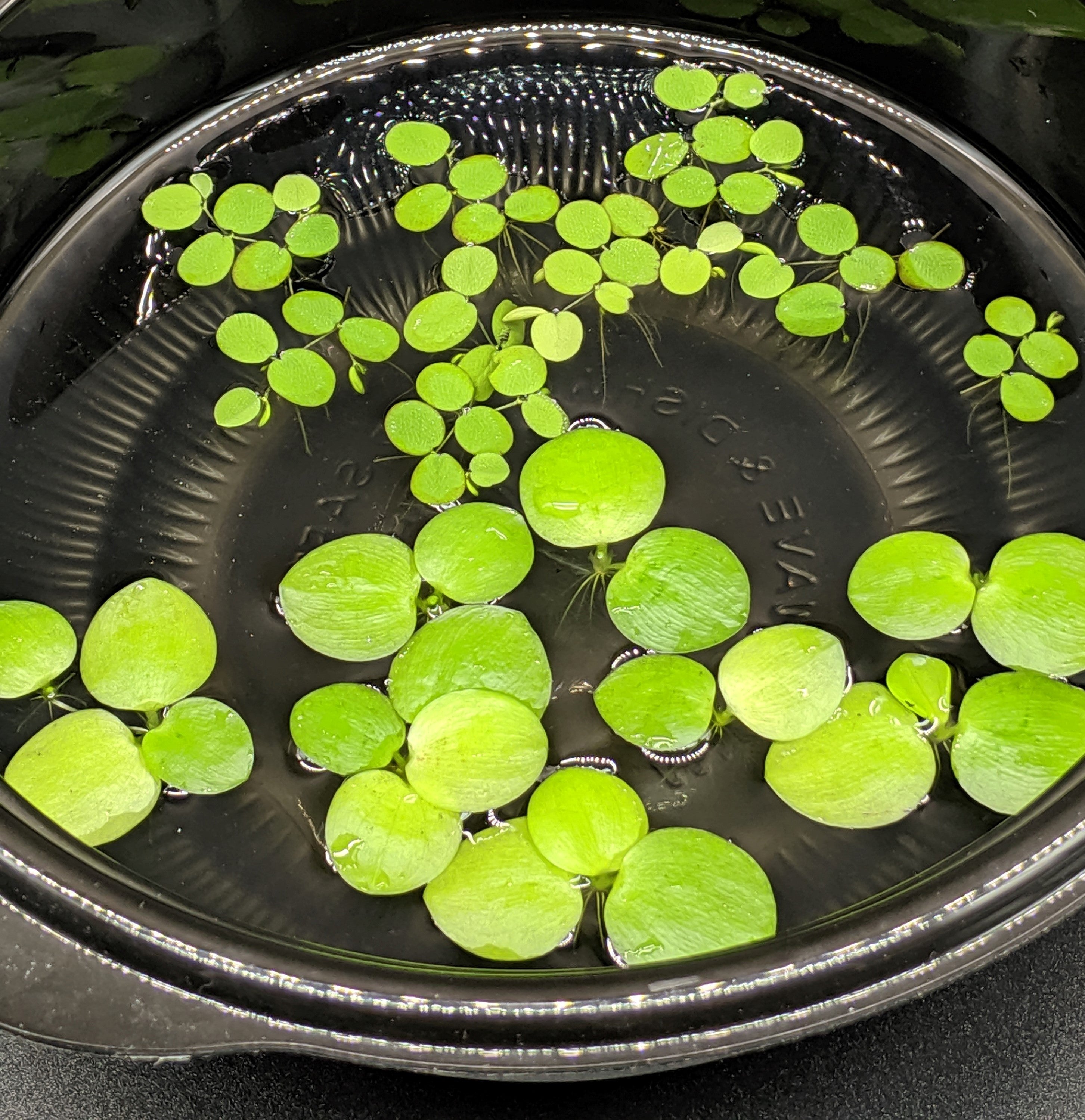 6 Mini Amazon Frogbit + 6 Water Spangles Combo, Aquarium Floating Plants
