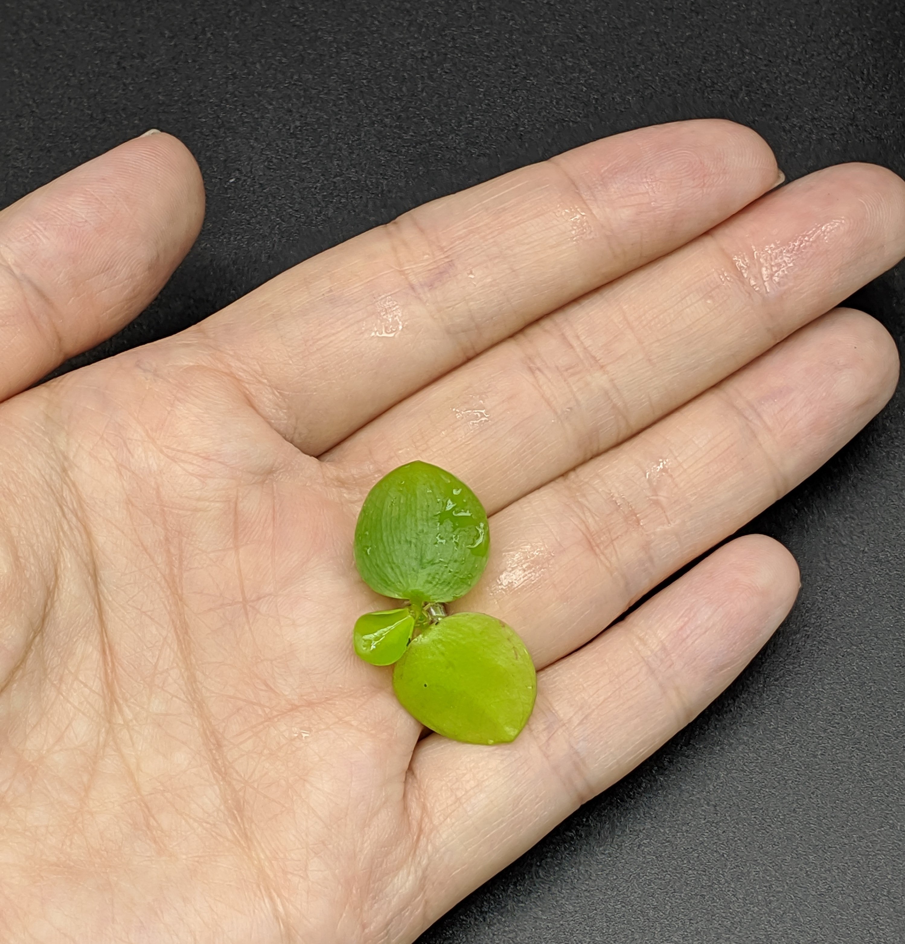 6 Mini Amazon Frogbit + 6 Water Spangles Combo, Aquarium Floating Plants