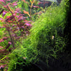 2 oz Cup of Java Moss, Live Aquarium Plants, Shrimp Betta Habitat Decor Plants