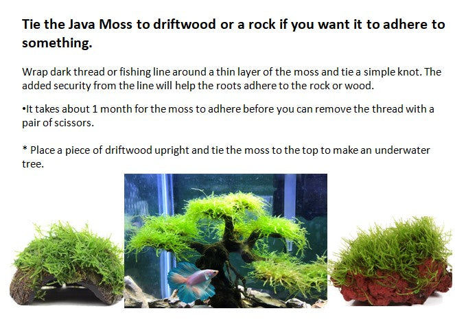 2 oz Cup of Java Moss, Live Aquarium Plants, Shrimp Betta Habitat Decor Plants