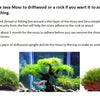 2 oz Cup of Java Moss, Live Aquarium Plants, Shrimp Betta Habitat Decor Plants