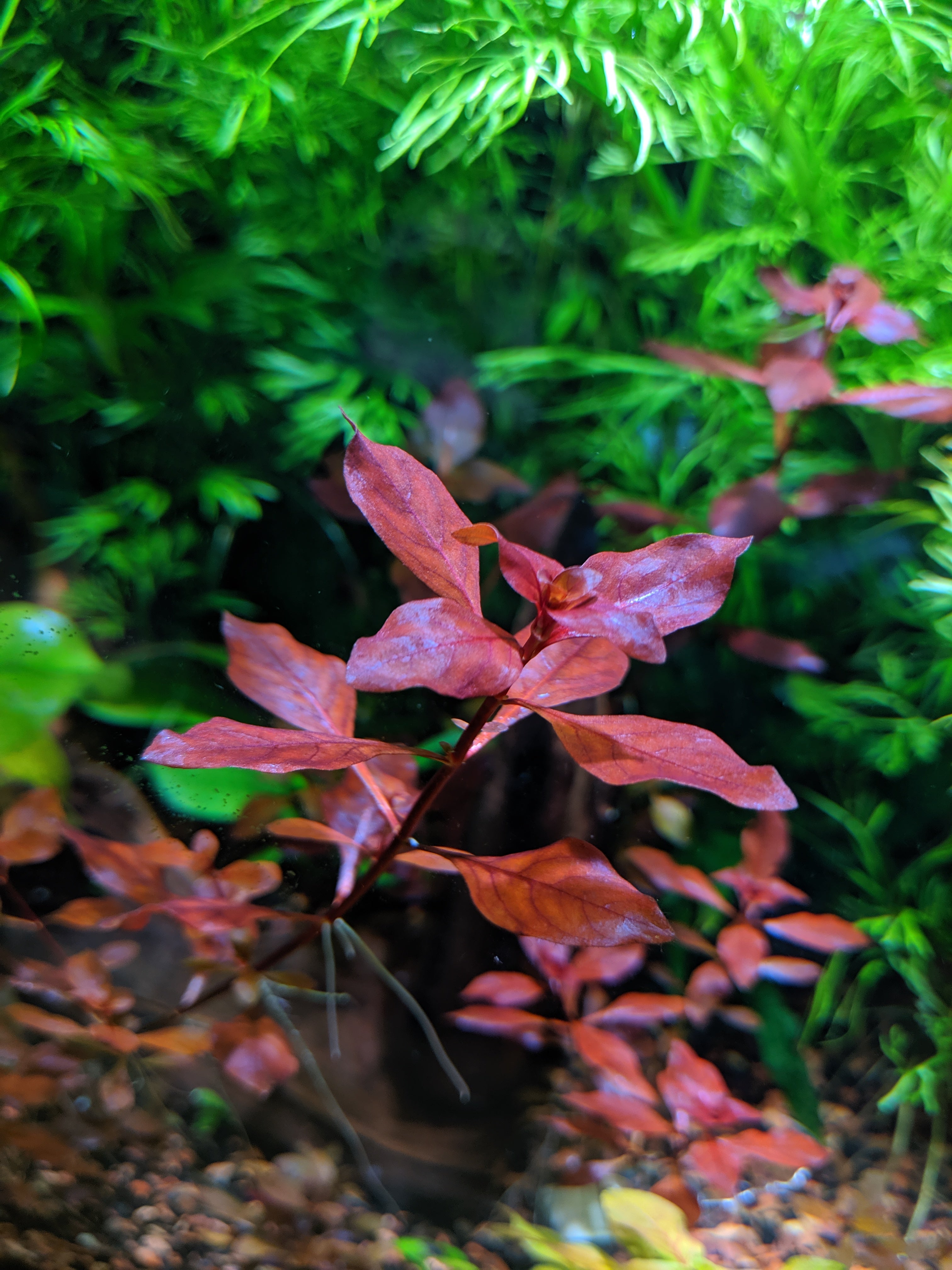 13 stems, 3 species live aquarium plants. Red Ludwigia+Water Sprite+Mini frogbit