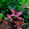 13 stems, 3 species live aquarium plants. Red Ludwigia+Water Sprite+Mini frogbit