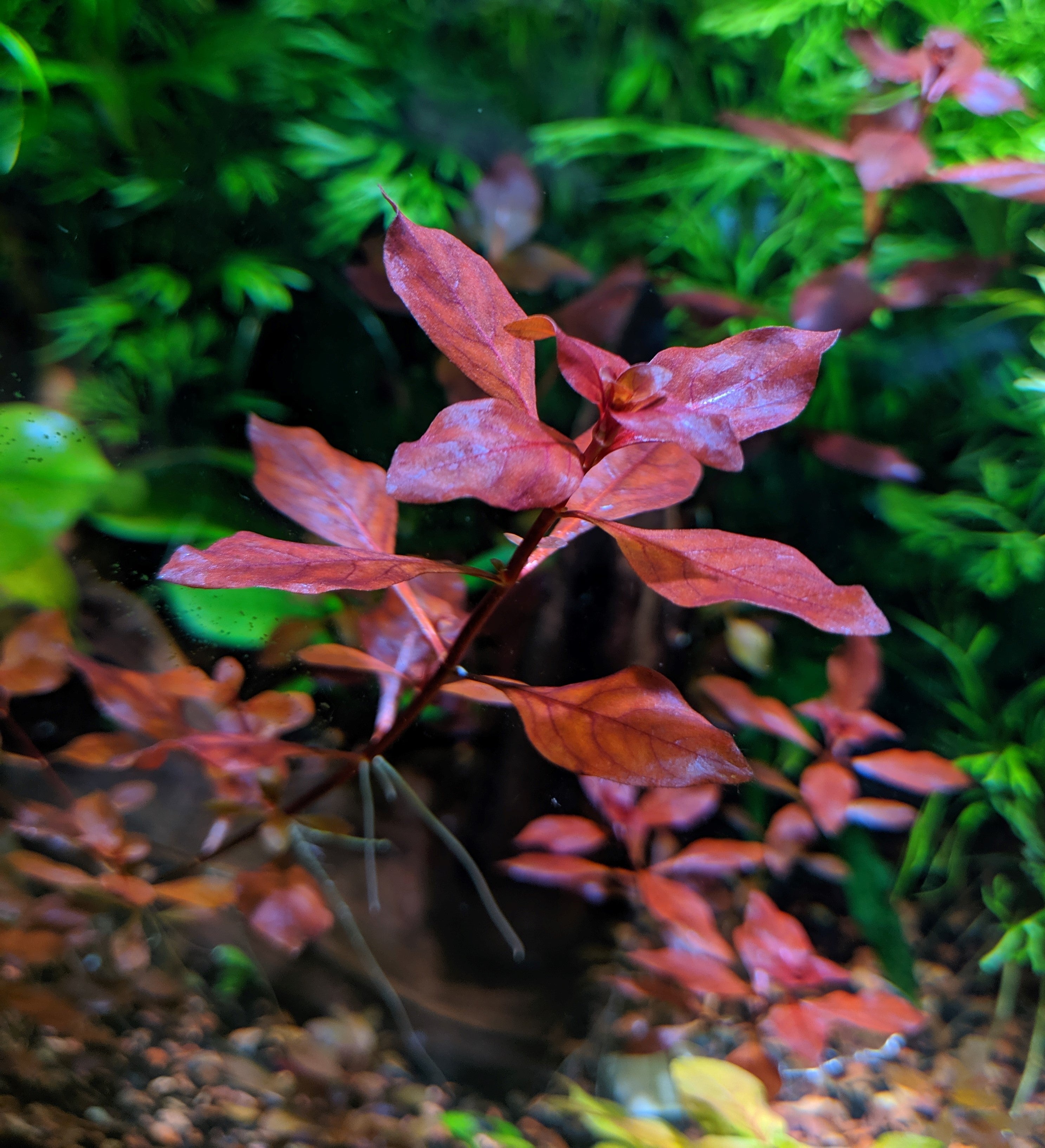 Red Ludwigia Palustris, Aquarium Plants for beginner, Red Freshwater Plant