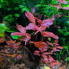 Red Ludwigia Palustris, Aquarium Plants for beginner, Red Freshwater Plant