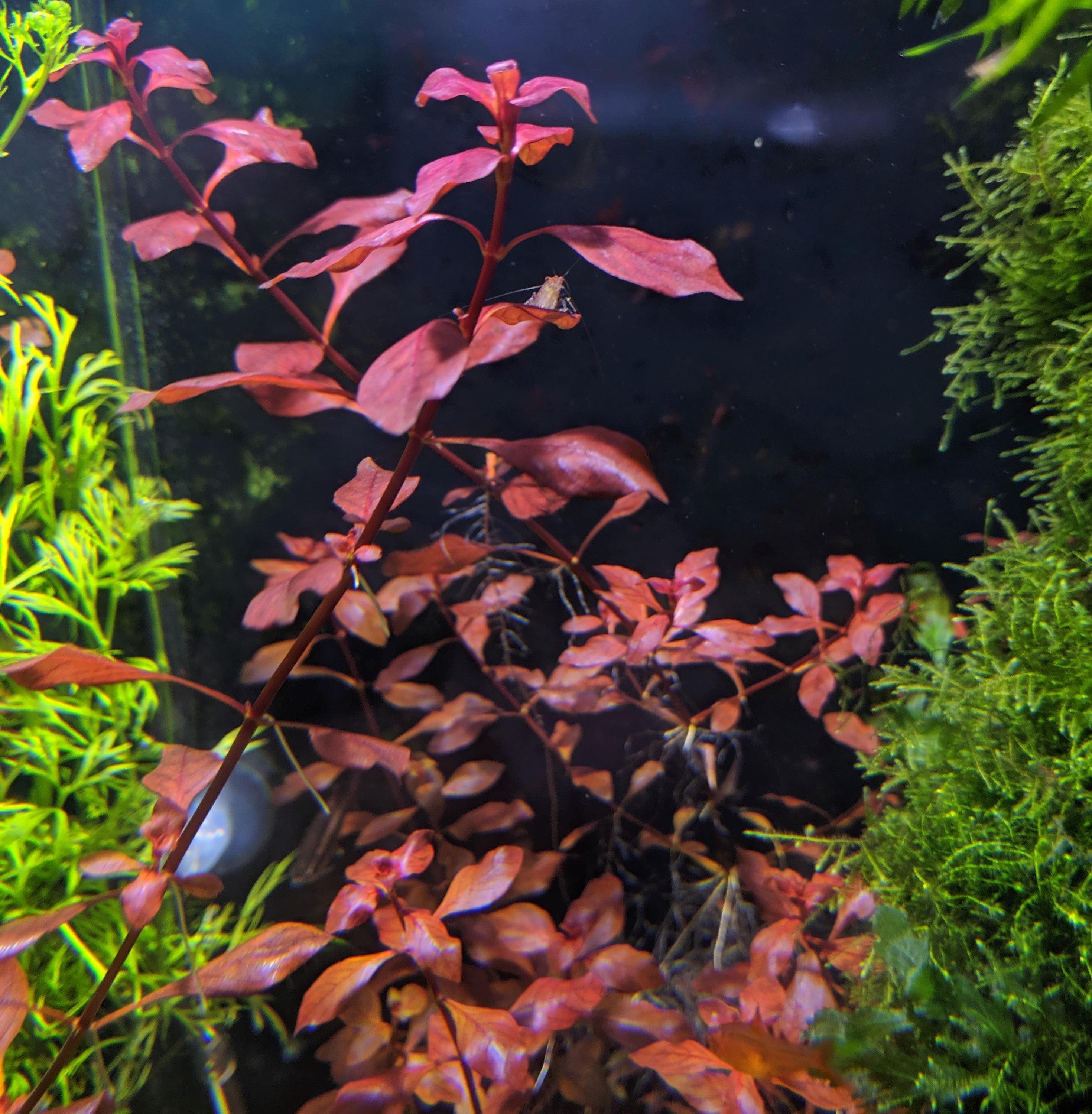 Red Ludwigia Palustris, Aquarium Plants for beginner, Red Freshwater Plant