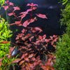 Red Ludwigia Palustris, Aquarium Plants for beginner, Red Freshwater Plant