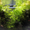 2 Stems Water Sprite, Ceratopteris thalictroides, Indian Fern, Mid ground Plants