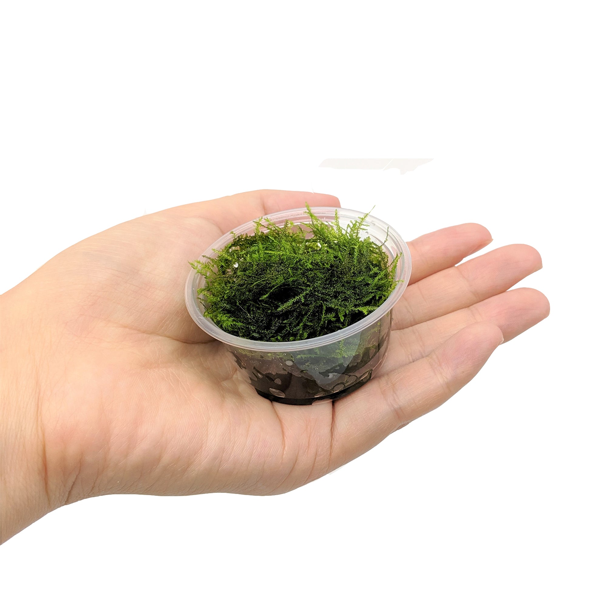 2 oz Cup of Java Moss, Live Aquarium Plants, Shrimp Betta Habitat Deco –  HIRO Aquatics