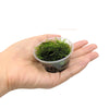 2 oz Cup of Java Moss, Live Aquarium Plants, Shrimp Betta Habitat Decor Plants