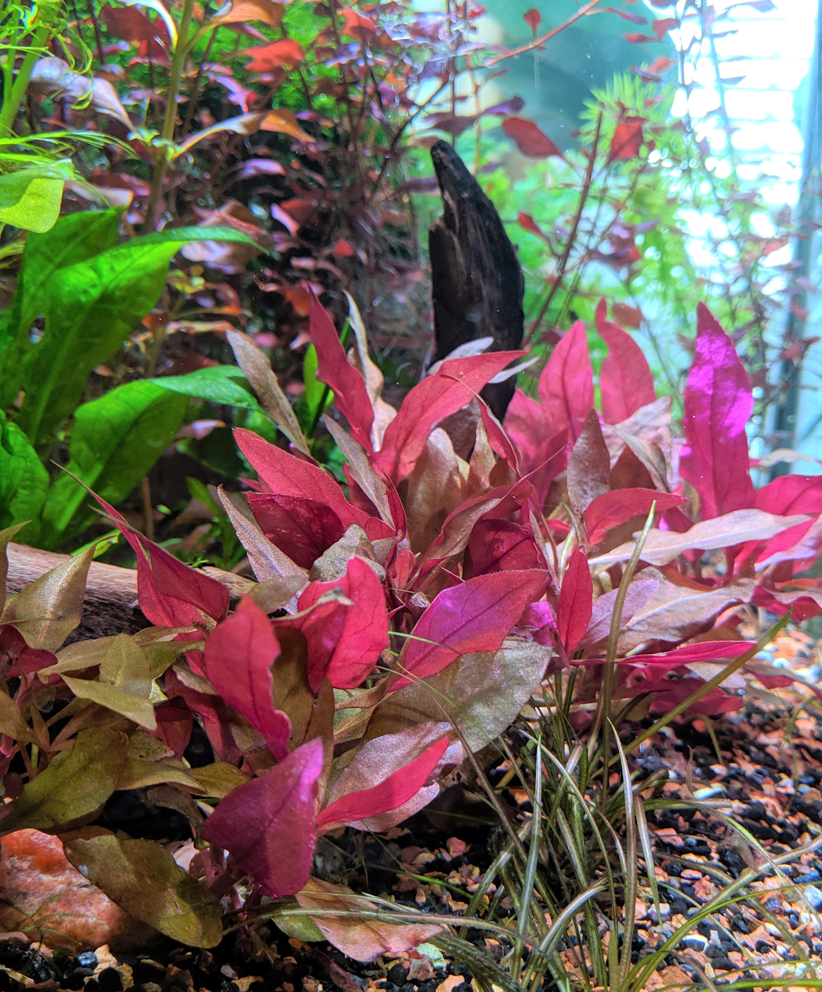 3 Stems of Alternanthera Reineckii Mini Red Carpet Live Aquarium Plant