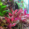 3 Stems of Alternanthera Reineckii Mini Red Carpet Live Aquarium Plant
