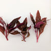 3 Stems of Alternanthera Reineckii Mini Red Carpet Live Aquarium Plant