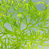 2 Stems Water Sprite, Ceratopteris thalictroides, Indian Fern, Mid ground Plants