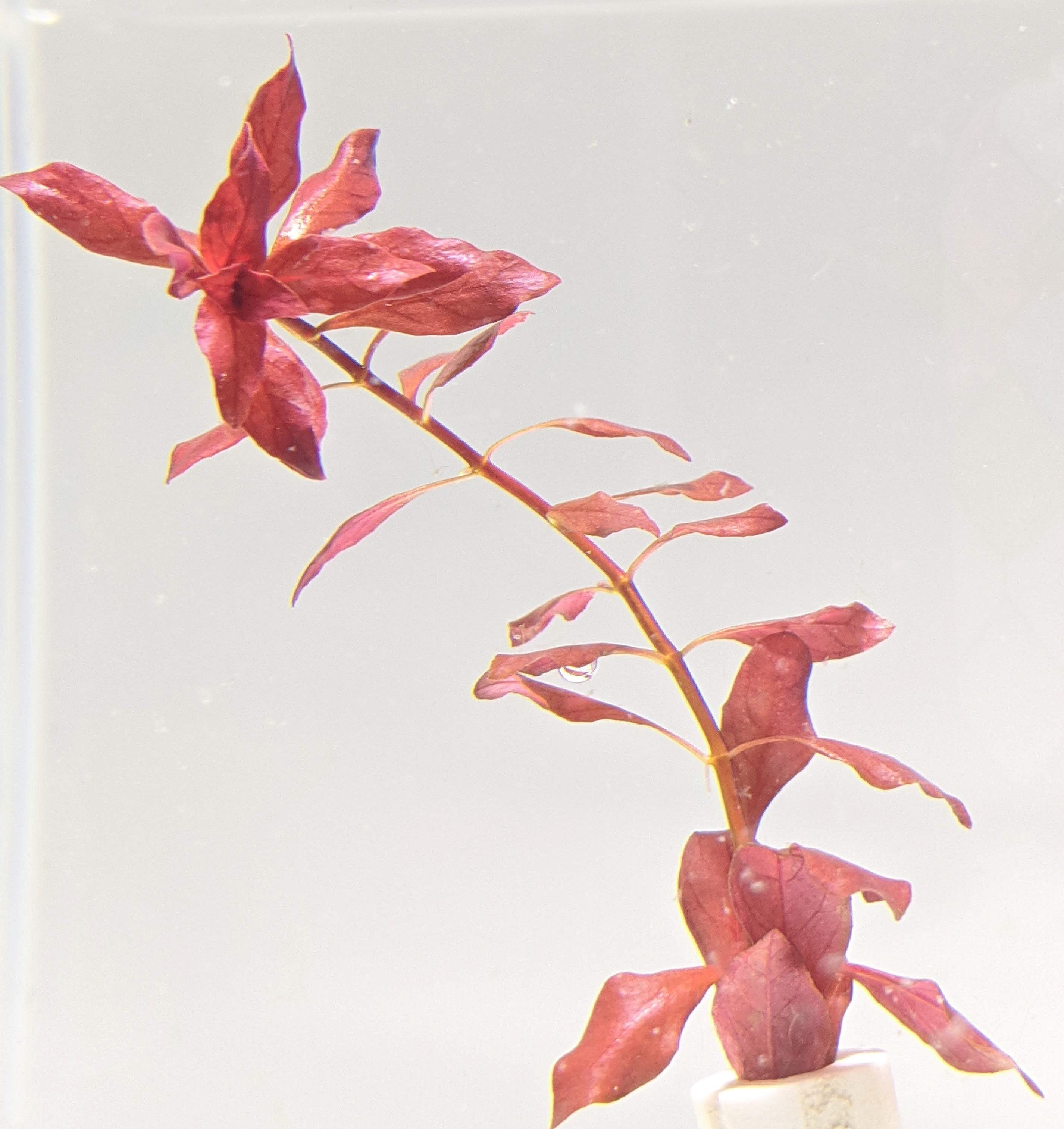 Red Ludwigia Palustris, Aquarium Plants for beginner, Red Freshwater Plant