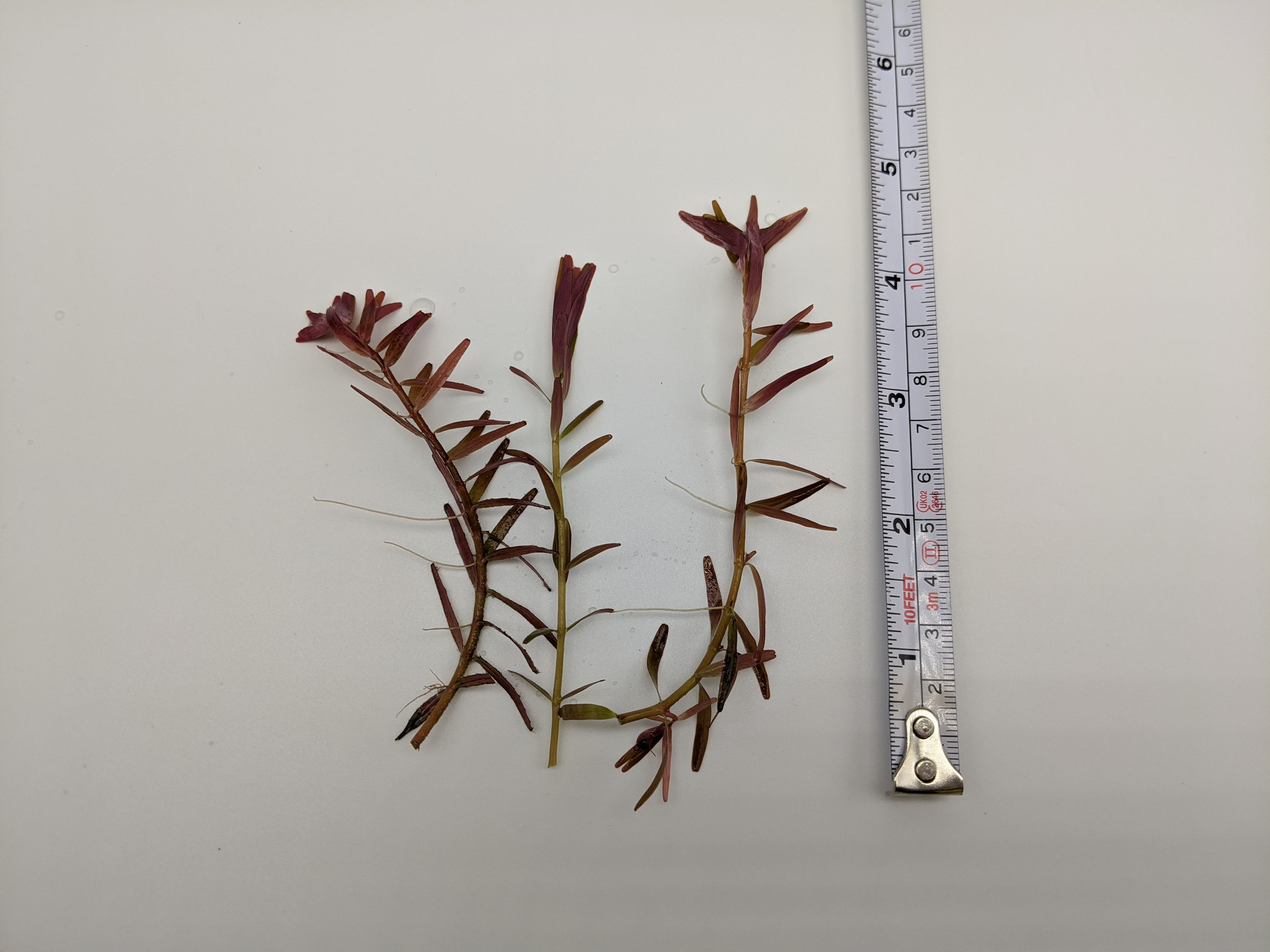 Rotala 'Vietnam H'ra', Mid to Background Plants