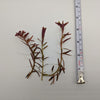 Rotala 'Vietnam H'ra', Mid to Background Plants