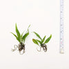 Java Fern, Microsorum pteropus, Green Aquatic Plants for beginners, Mid to Background Plants