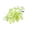 2 Stems Water Sprite, Ceratopteris thalictroides, Indian Fern, Mid ground Plants