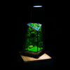 Indoor Plant Geometric Glass Vessel Container for Succulent Moss Plant Terrarium, 11 inch High