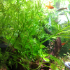 2 Stems Water Sprite, Ceratopteris thalictroides, Indian Fern, Mid ground Plants