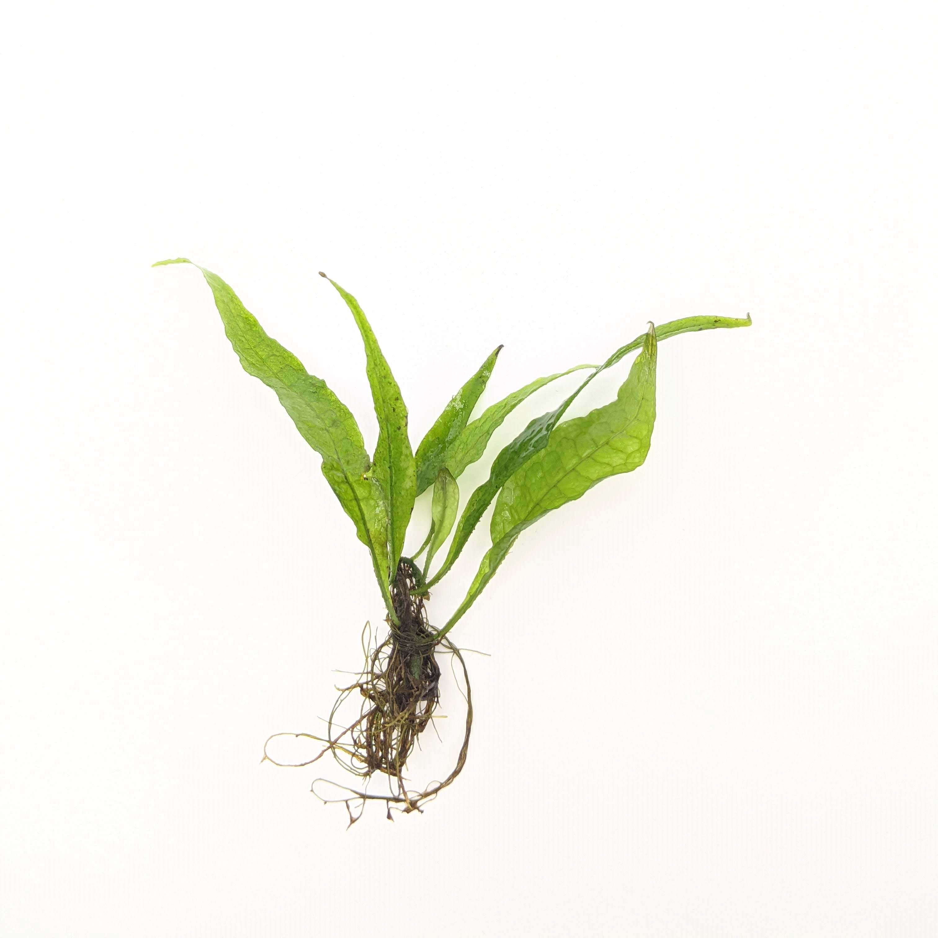 Java Fern, Microsorum pteropus, Green Aquatic Plants for beginners, Mid to Background Plants