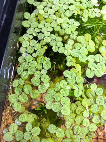 Aquatic Water Spangles, Salvinia Minima, Common Salvinia, Aquarium Floating Plant 12 Plants