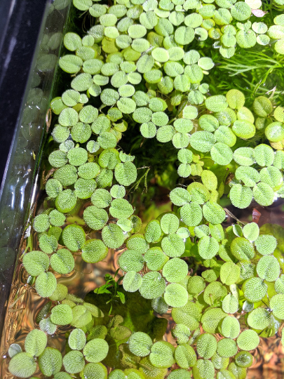 Aquatic Water Spangles, Salvinia Minima, Common Salvinia, Aquarium Floating Plant