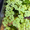 Aquatic Water Spangles, Salvinia Minima, Common Salvinia, Aquarium Floating Plant