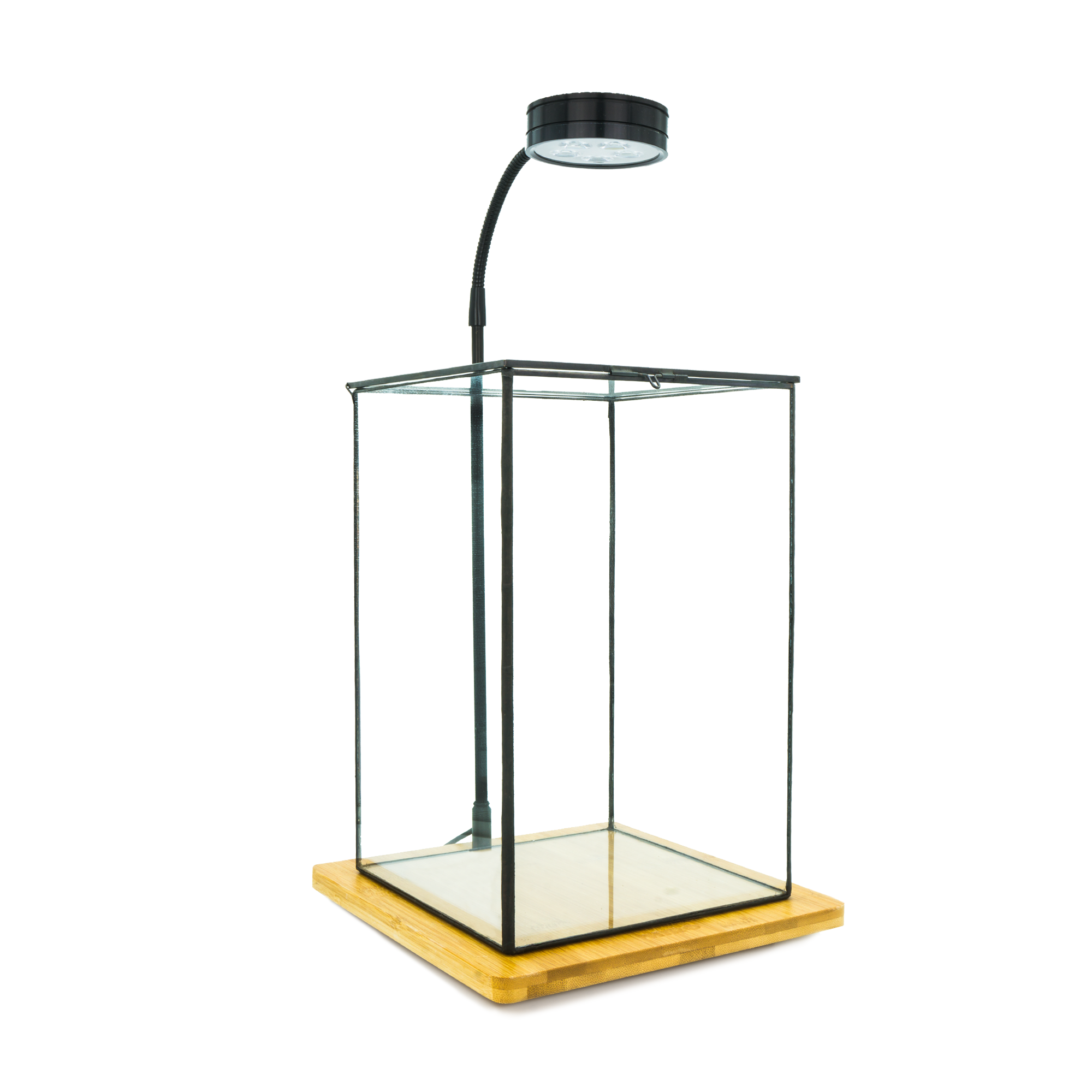 Great Value – HIRO Aquatics