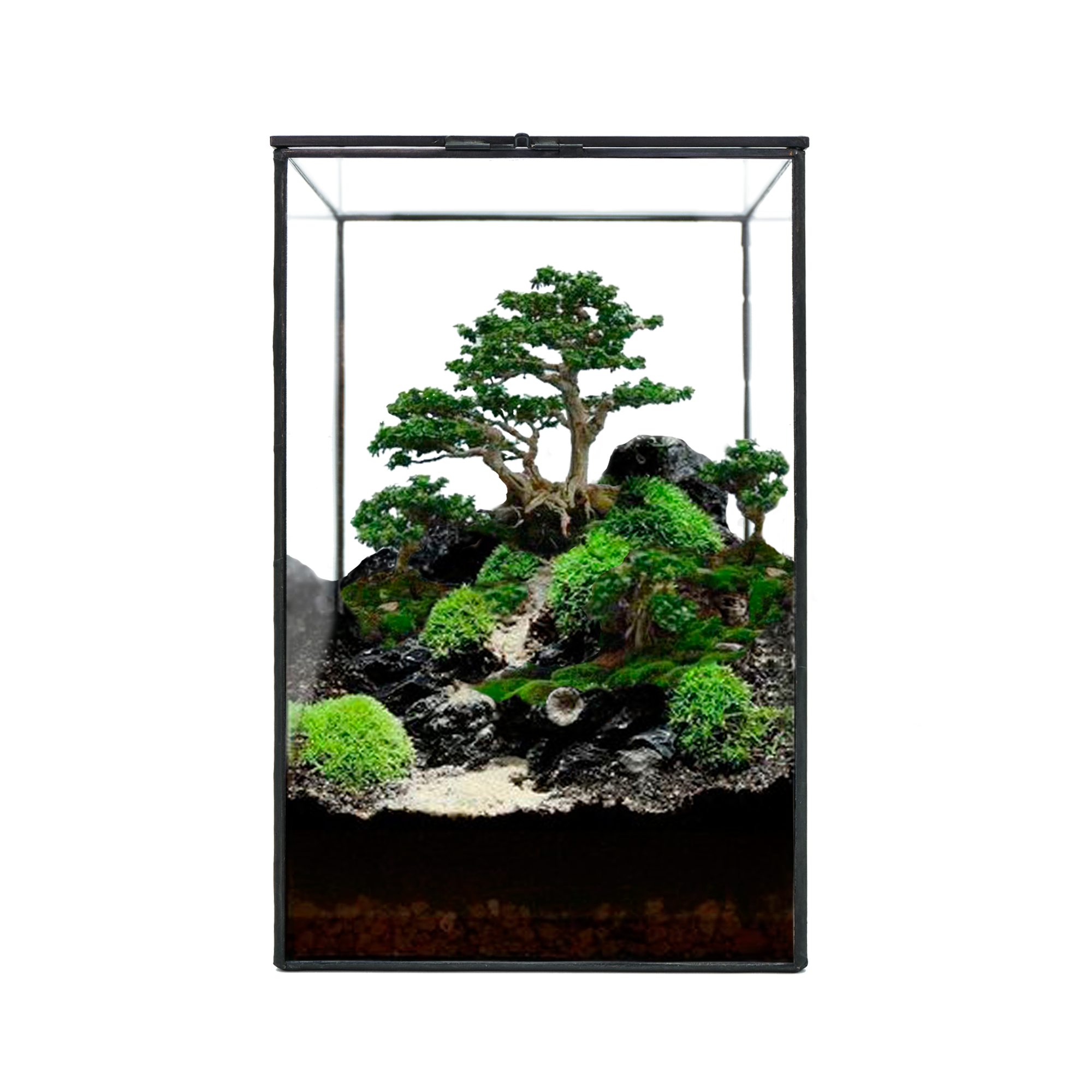 Indoor Plant / Little Forest Glass Vessel Container for Succulent Moss Plant Terrarium